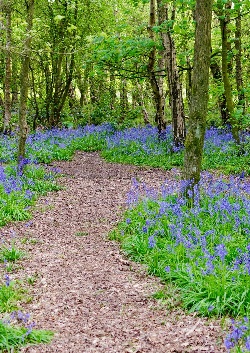 walkingtherapy